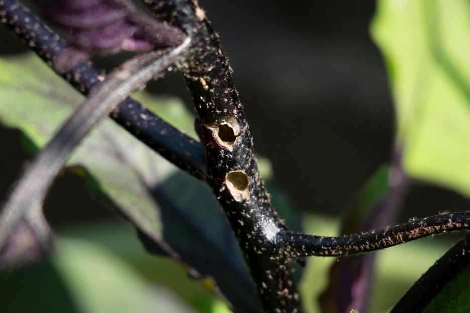Pest and disease control for brinjal plants with common pest identification