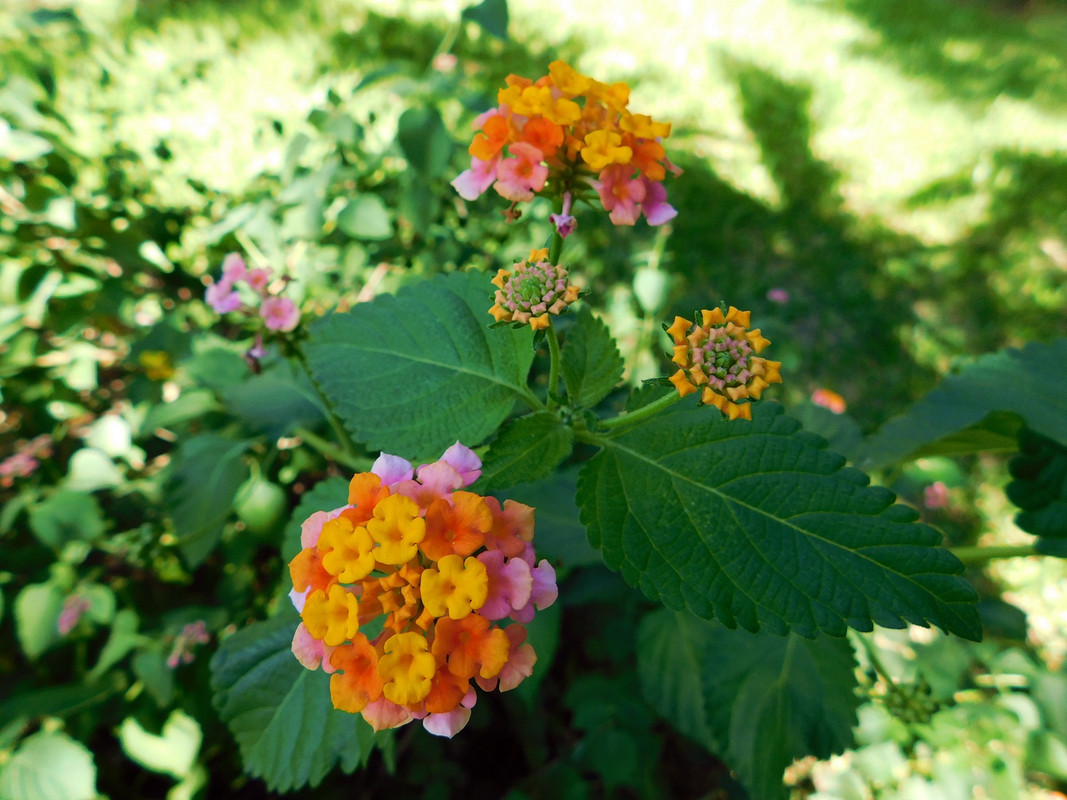 DSCN5372.jpg