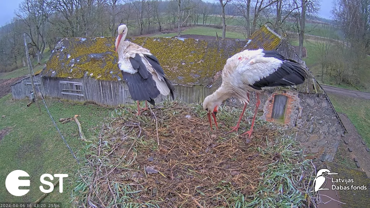 Baltie stārķi (Ciconia ciconia) Tukuma novadā - LDF tiešraide __ White storks in Tukums, Latvia 13-5