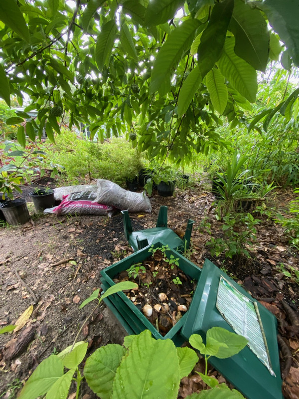 RolliniaFruitCompost62020