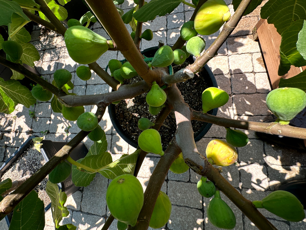 figs-577.jpg