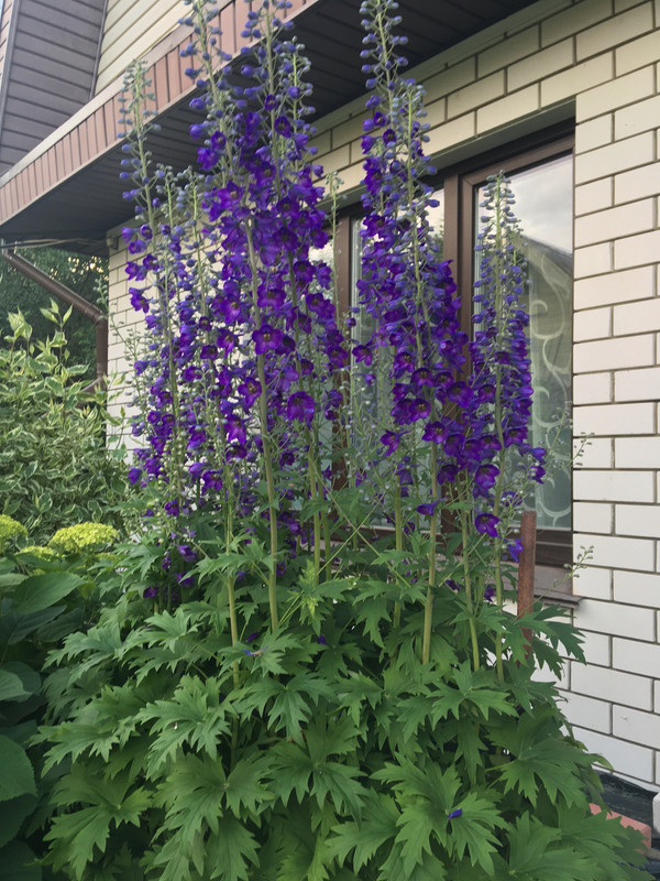 B1BC699F-3D4A-4284-B5FA-D9AA71C6D60B