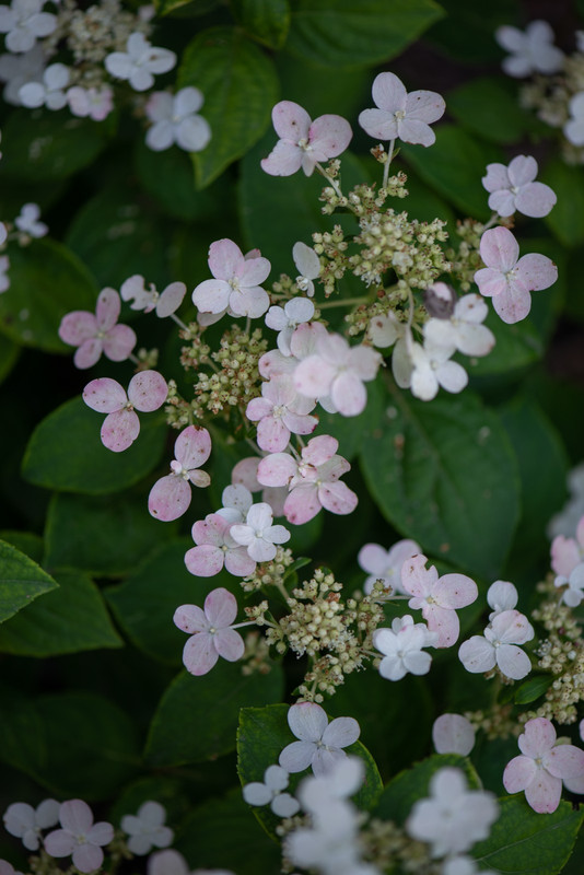 IMG-d56f19231e4d3747f94725396cf53800-V