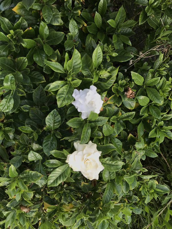 [Image: C3-BCE8-D0-85-B0-407-F-896-A-2195-A2-A233-BE.jpg]