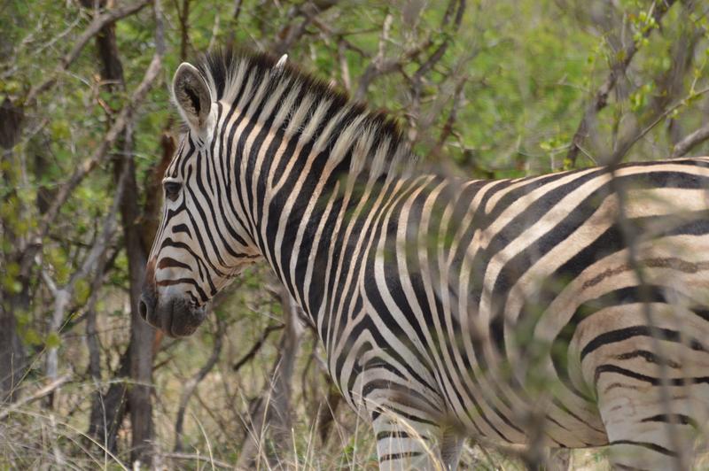 DÍA 9:  KRUGER (Berg-en-Dal – Lower Sabie) - Sudáfrica y Seychelles 2018 -  Una Honeymoon llena de vida (6)