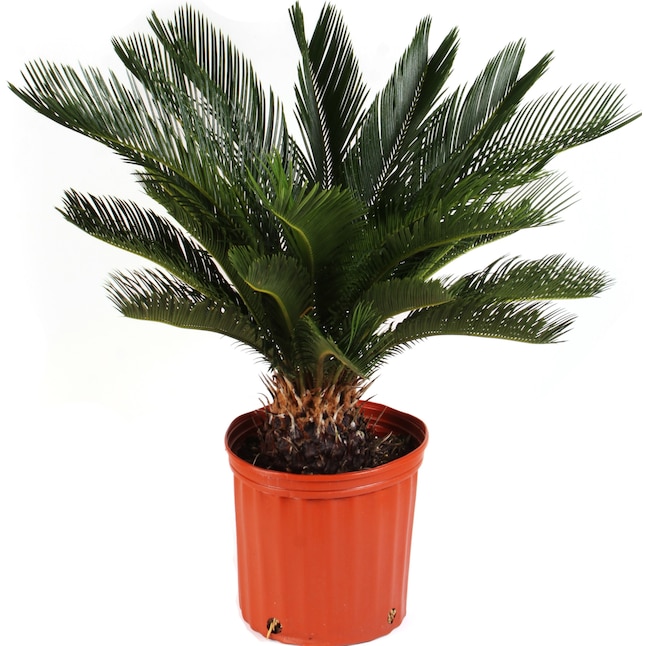 Transform Your Home: 50% Off Costa Farms House Plants at Lowe’s Today Only Transform Your Home: 50% Off Costa Farms House Plants at Lowe’s Today Only