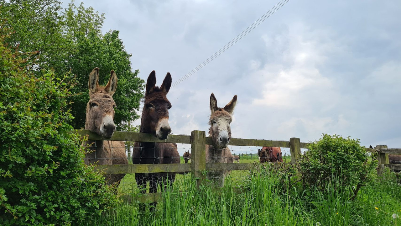 The-Donkey-Sanctuary-Leeds