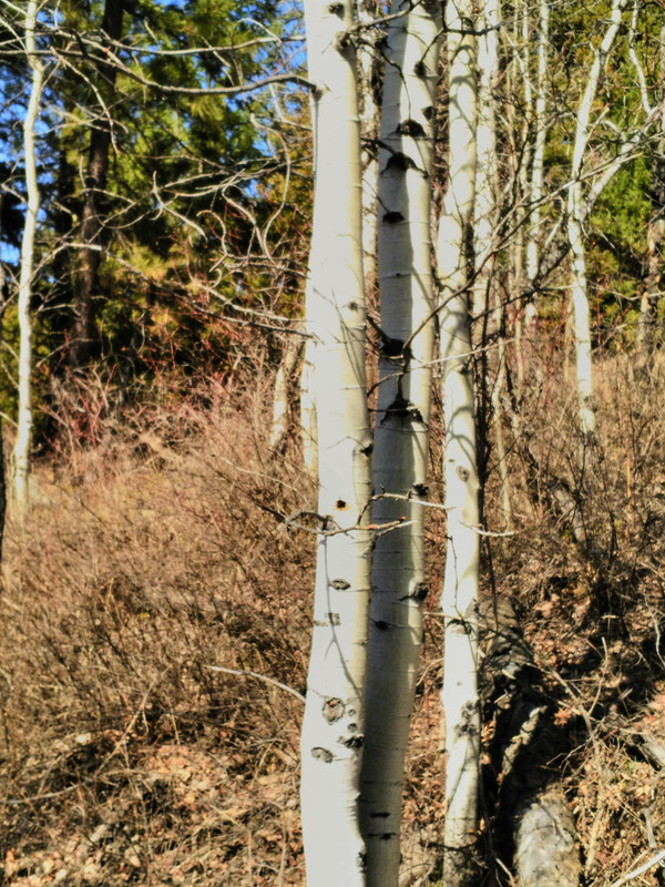 Easter 2019 Granite (30)