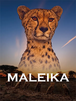Maleika (2017) .mkv DLMux 1080p E-AC3+AC3 ITA