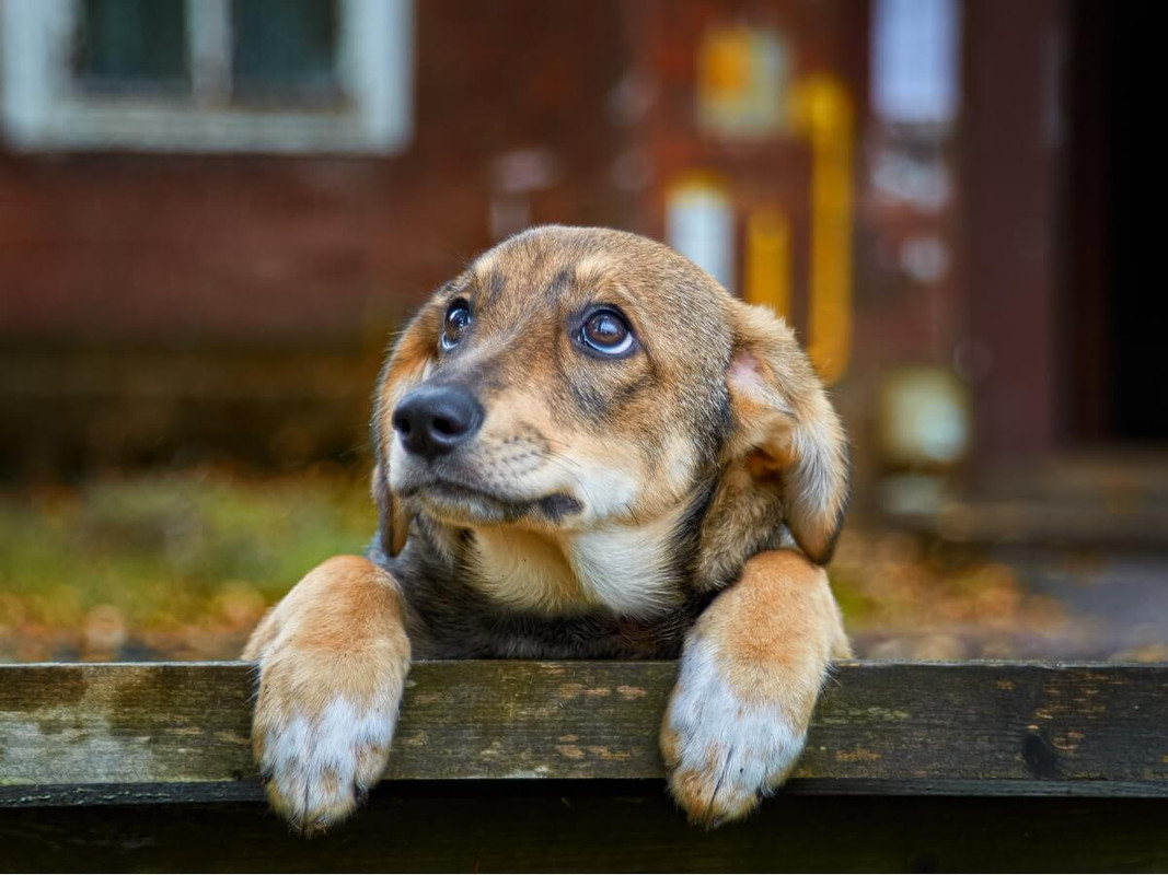 Historia de un perrito que iba a ser adoptado se viralizó; lo dejaron plantado