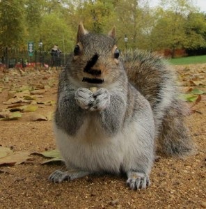 [Image: grey-squirrel-111071-1920-296x300.jpg]