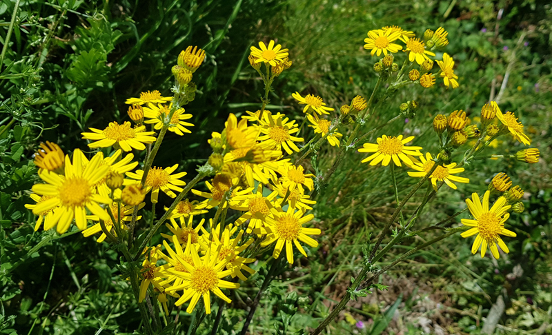 [Image: y20200415-124746.jpg]