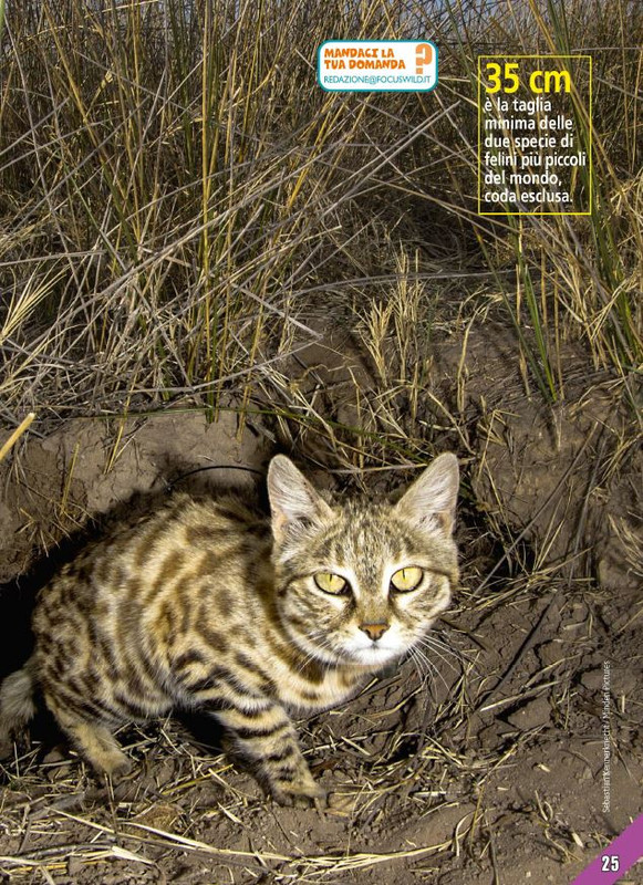 Foc Wil - Lug 2024 (2)