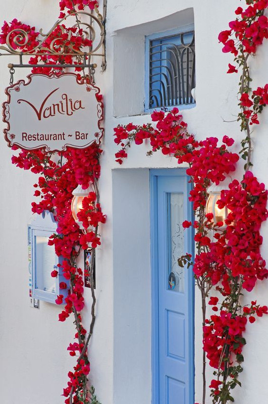 redfloralbar.jpg