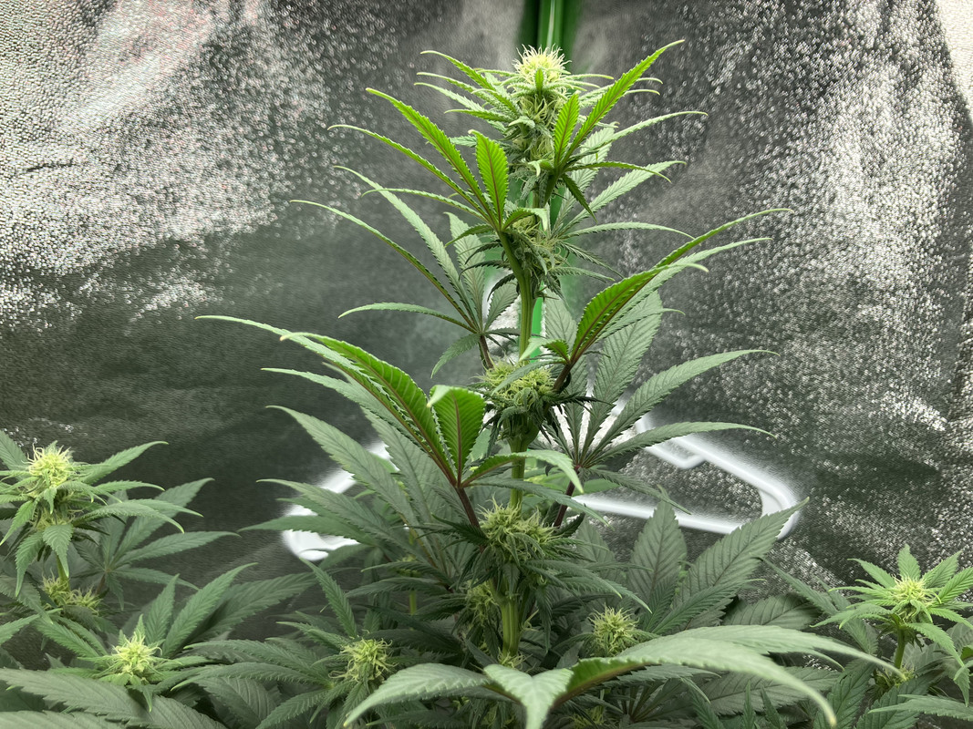 AC44492C-D9CB-4437-8BBF-39601332942E