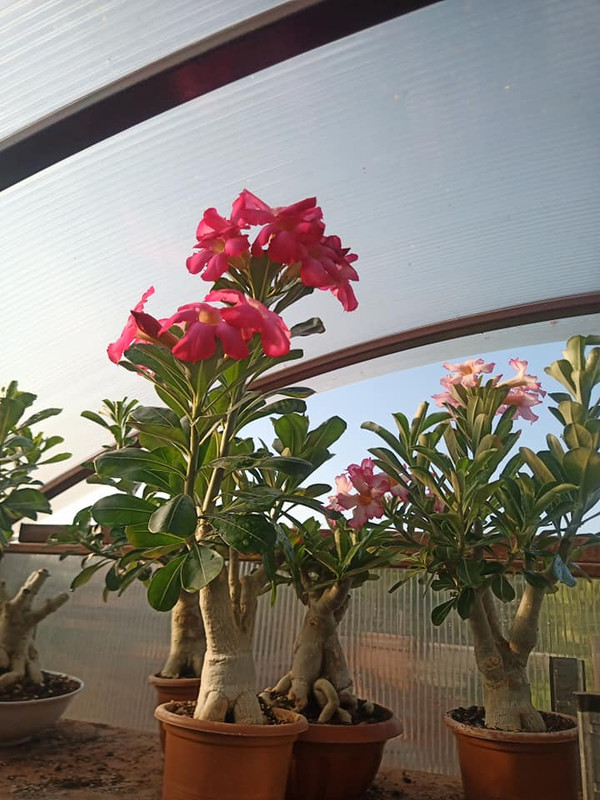 214521968_1419208981794436_7113408660859504804_n