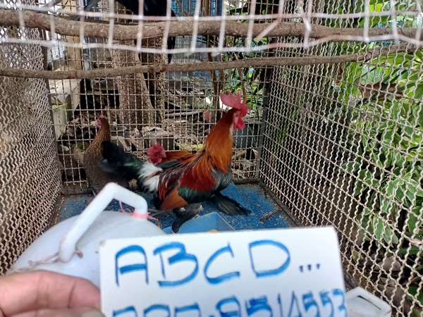 รูปภาพ
