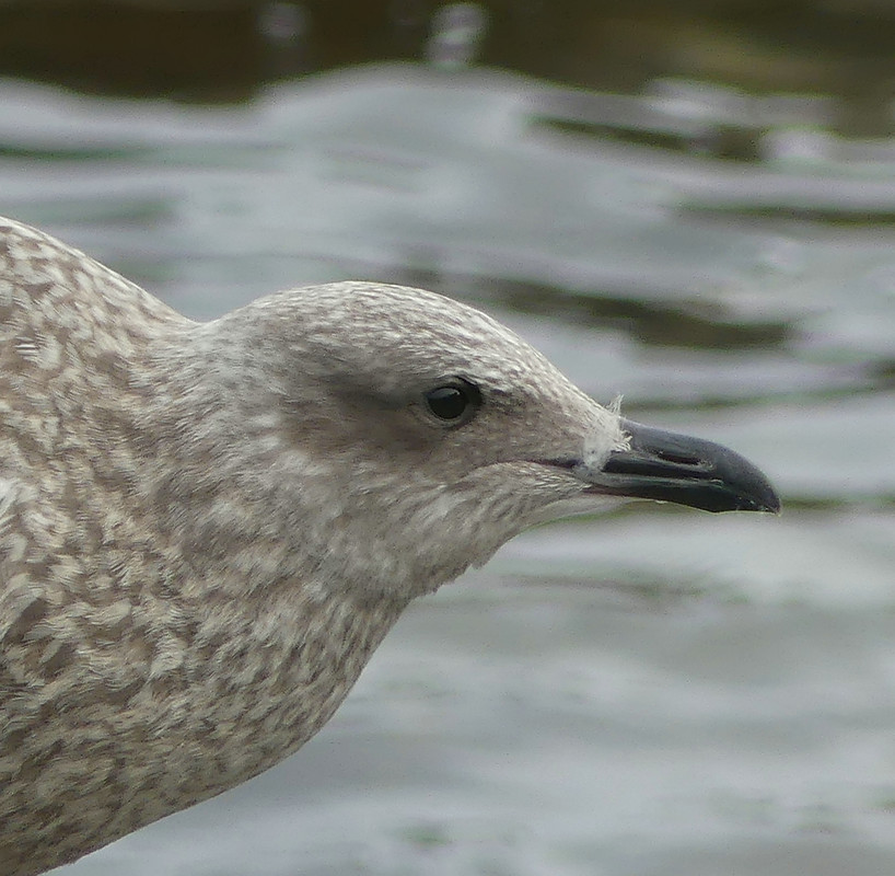 YOUNG HERRING GULL 2 17824