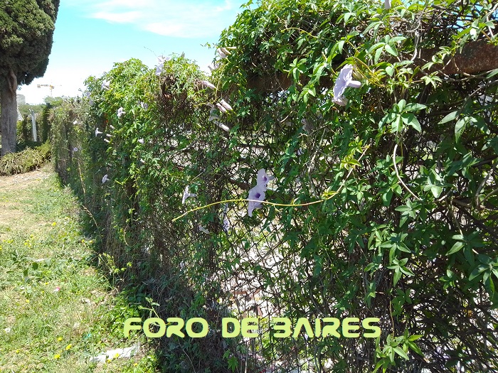 fotoflorgloriadelama-ana4