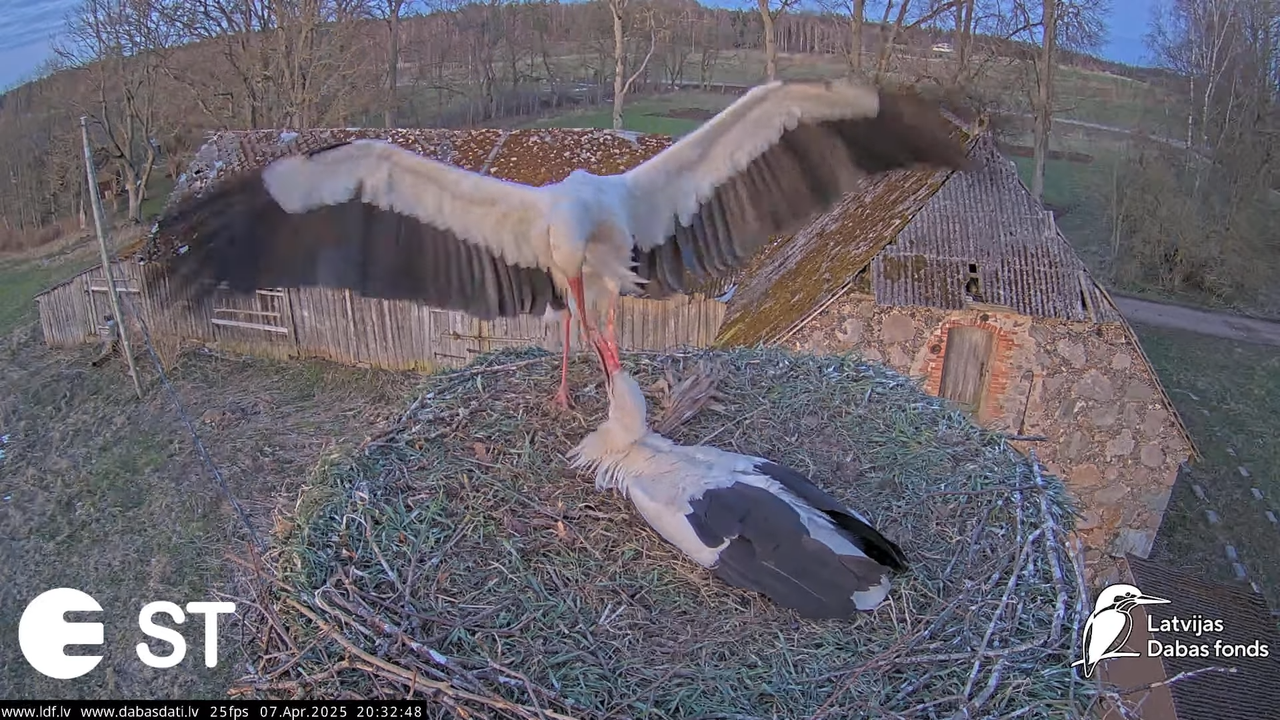 (7) Baltie stārķi (Ciconia ciconia) Tukuma novadā __ White storks in Tukums, Latvia - YouTube - 823_