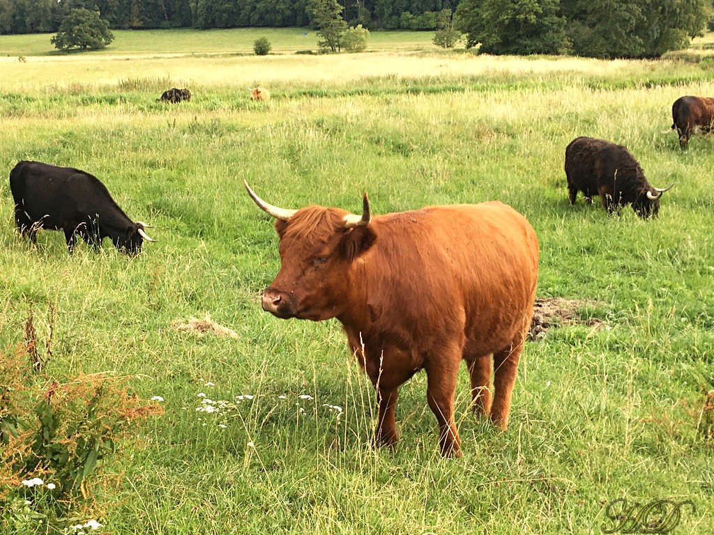 cows-goldings-HD.jpg
