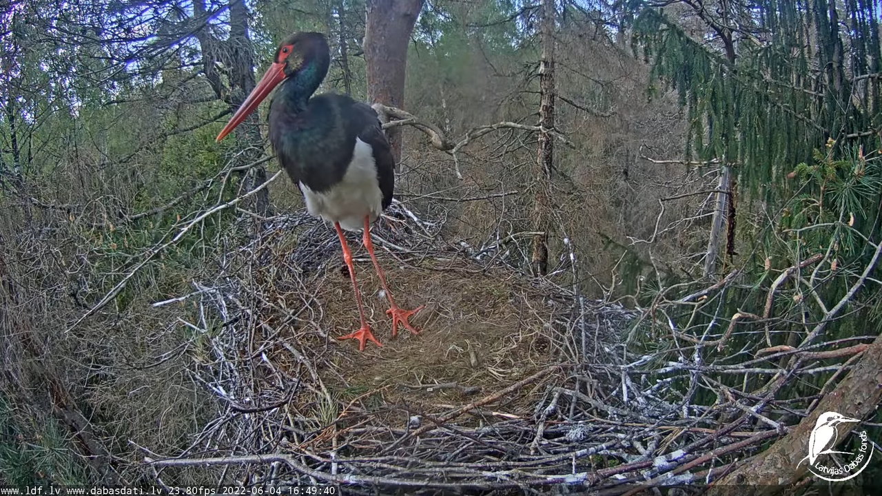 Melnais stārķis (Ciconia nigra) Siguldas novadā - LDF tiešraide 12-4-16 screenshot