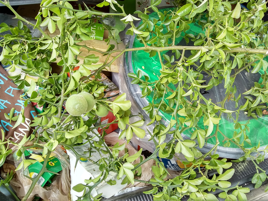 trifoliata3