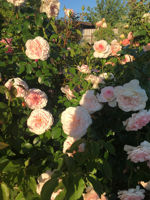 5864224E-34A7-433B-A4E4-80535691DBAB