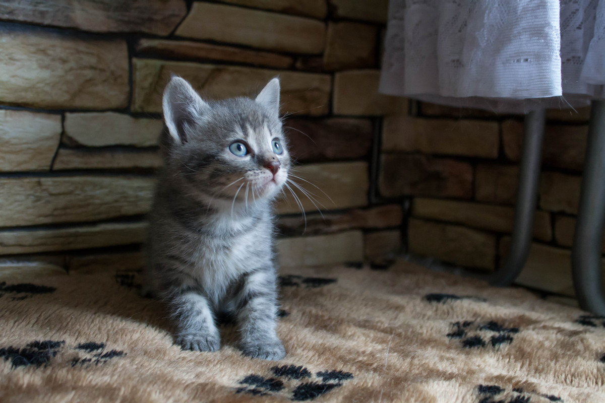 AC74B477-1291-411C-BBE3-DD906629B94C