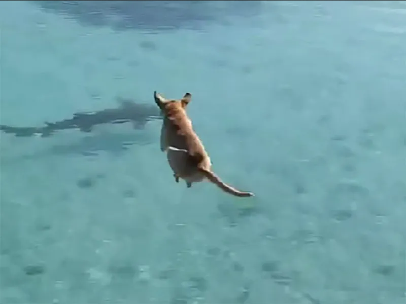 Valiente lomito salta al agua y asusta a un tiburón: video viral