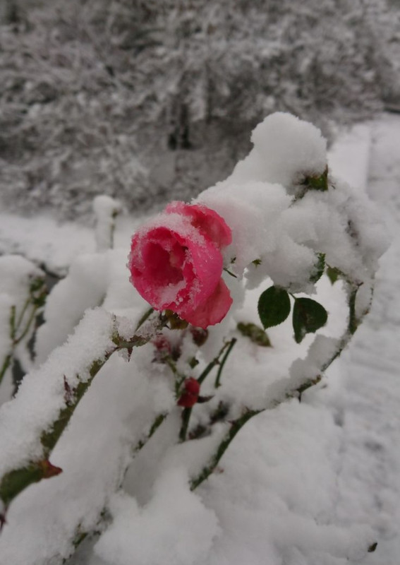 Screenshot_20230327_232937_Pinterest