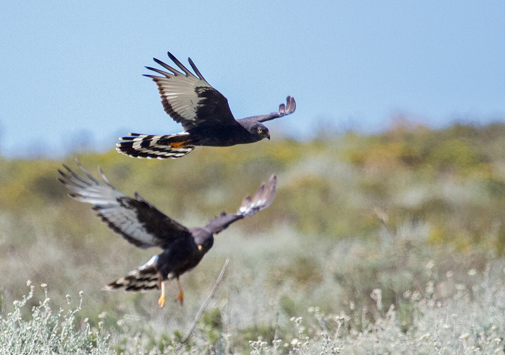 Third Annual Black Birders Week Soars