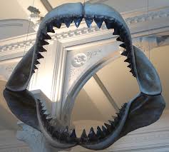 Megalodon dişi
