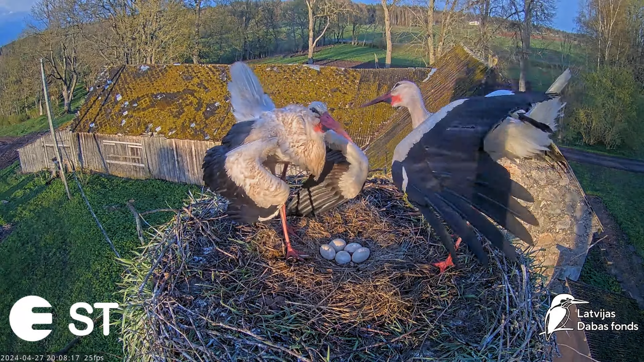 Baltie stārķi (Ciconia ciconia) Tukuma novadā - LDF tiešraide __ White storks in Tukums, Latvia 12-5