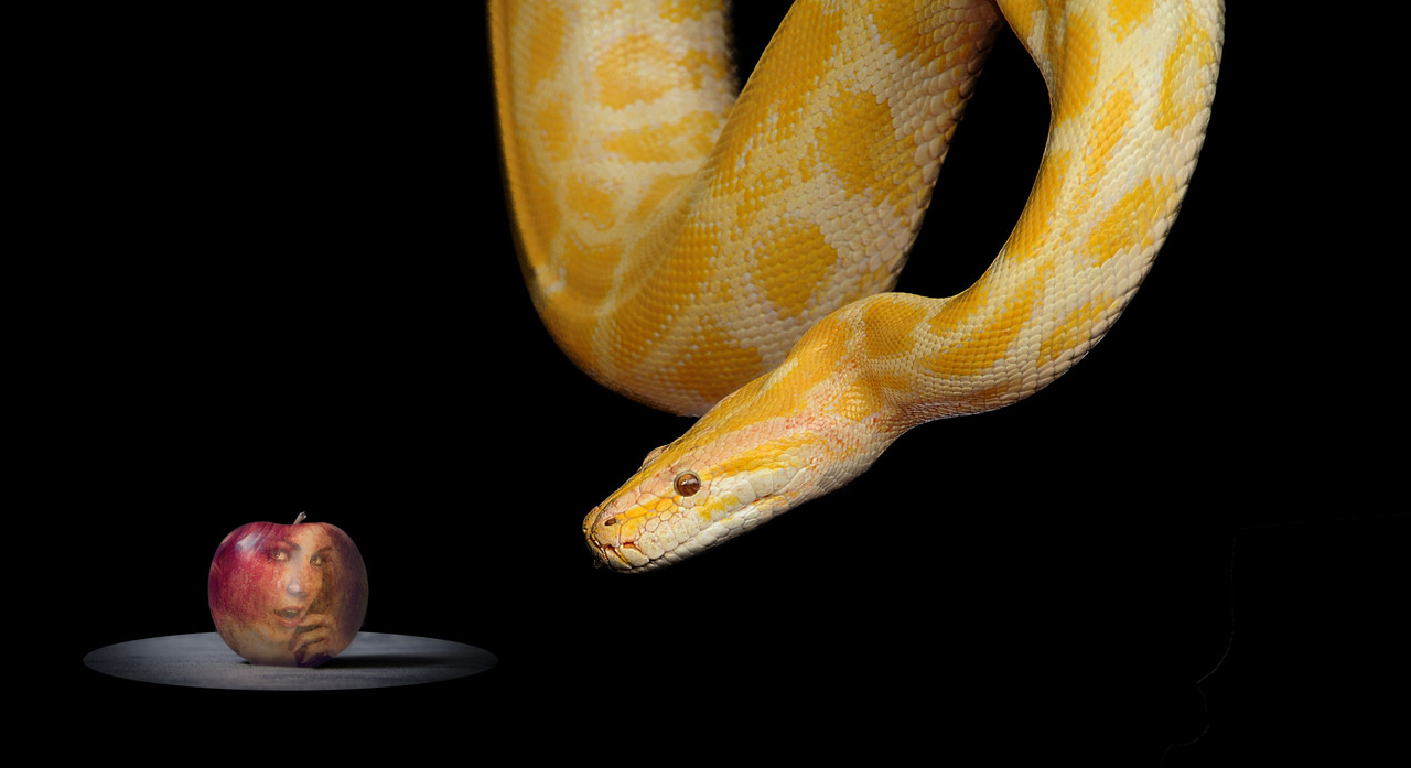 yellowsnake.jpg