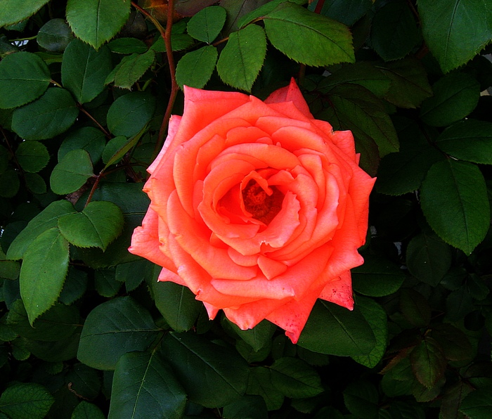 rose-in-the-shade.jpg