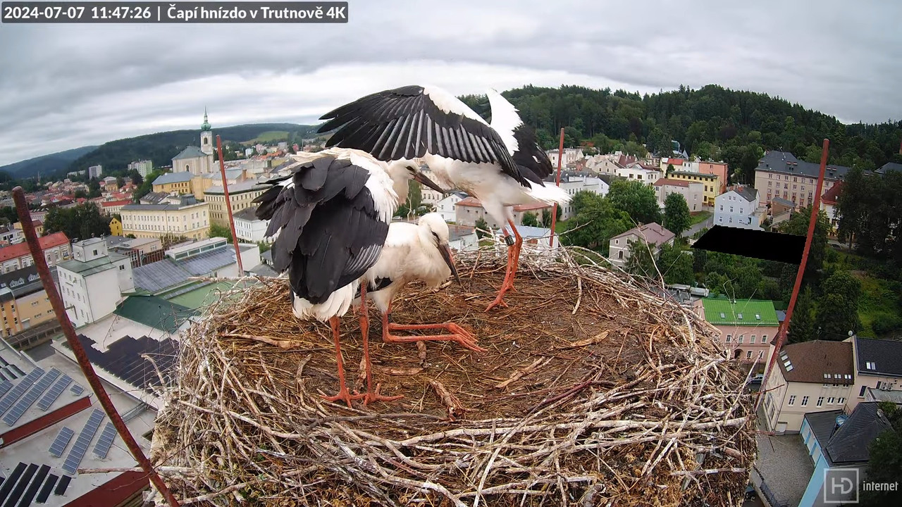 Tiešraidē no stārķa ligzdas uz alus darītavas skursteņa Trutnovā 12-11-16 screenshot