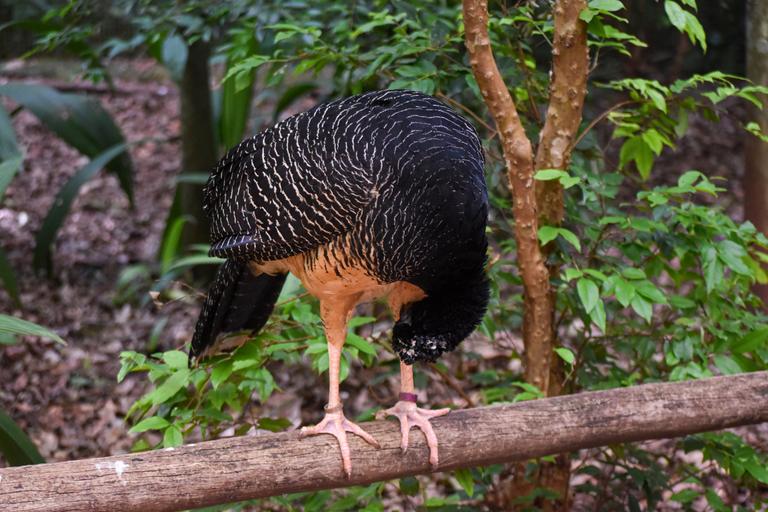 В джазе только девушки или аргентинско-бразильский калейдоскоп В джазе только девушки или аргентинско-бразильский калейдоскоп