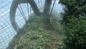 Cloud Forest 11
