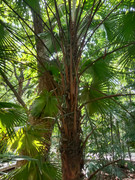 Arroceros-Forest-Park-Manila-Bagras20260715-141736