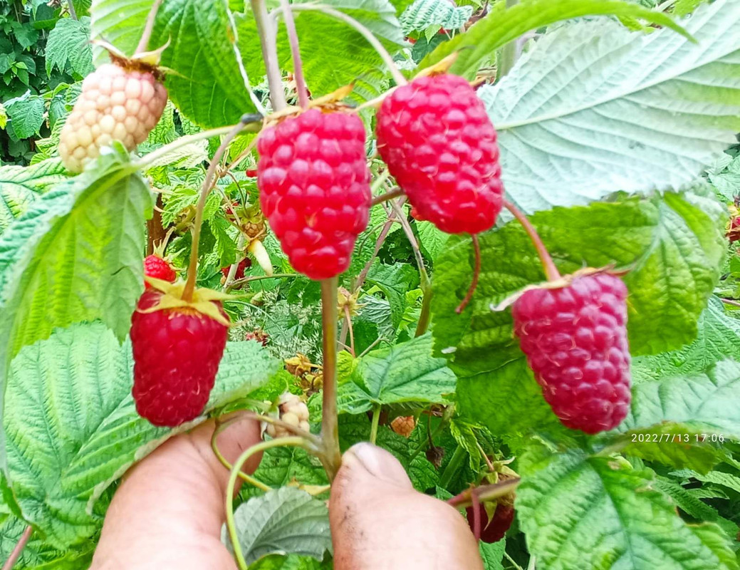 Гераклины 2022-07-13