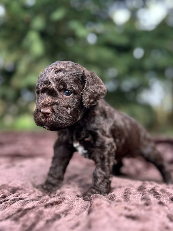 Brown Lagotto Romagnolo female puppy for sale – Ideal Dale Euphoria – 27 days old – photo 2