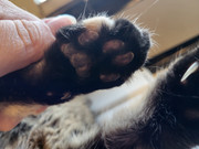 P - Front Left Paw