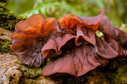 Auricularia auricula-judae (Judas' Ear) - DSC_0251-Edit-2-2