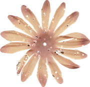 Blossom-Elements-34