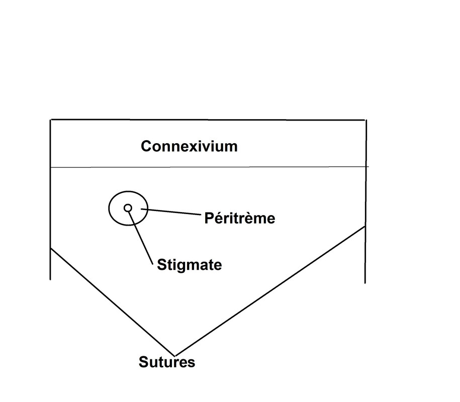 Abdomen-p-ritr-me-et-stigmate