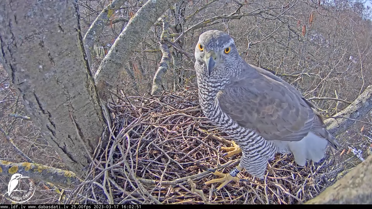 Vistu vanags (Accipiter gentilis) Rīgā - LDF tiešraide __ Goshawks, Riga, Latvia 12-2-21 screenshot