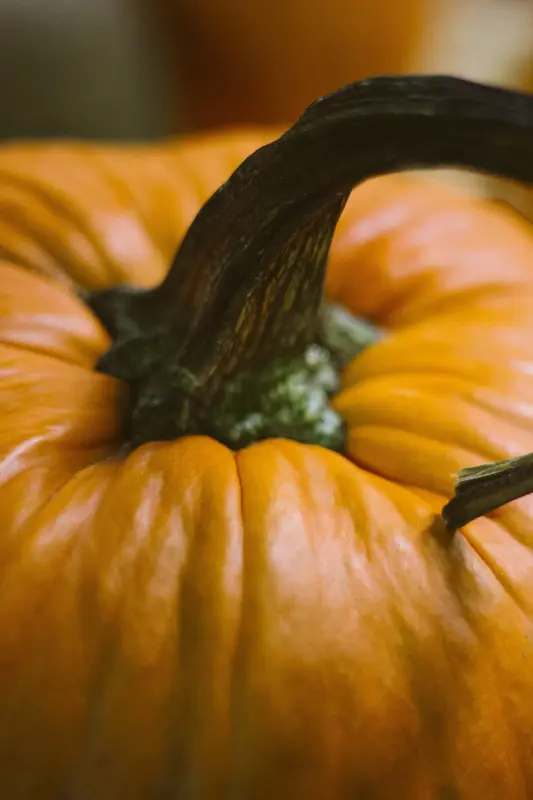 Pumpkins 0031