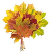 TADD_elements_Shimmer_Fall_78