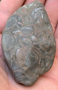 Caliza con fósiles de conchas IMG-6513